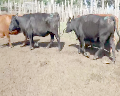 Lote 6 Vacas de Invernada ANGUS 500kg - , San José
