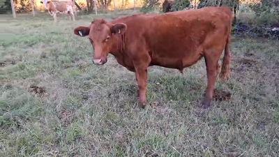 6 Terneros y Novillos Angus  y cruzas hereford 270kg - , Colonia