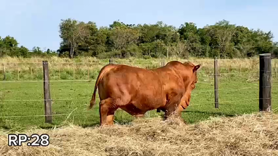 Lote TORO BRANGUS