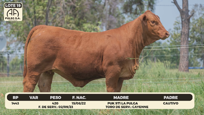 Lote LOTE 19