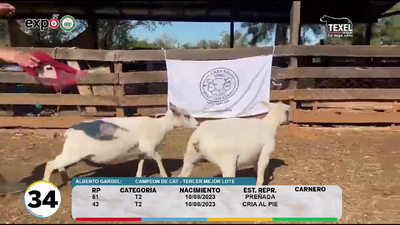 Lote LOTE 34