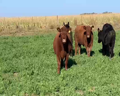 Lote 80 Novillitos en Catriló, La Pampa