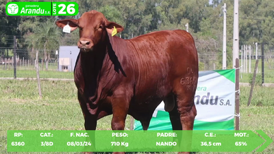 Lote LOTE 26
