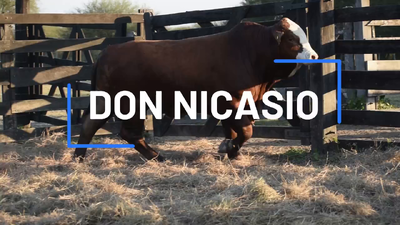 Lote TORO BRAFORD