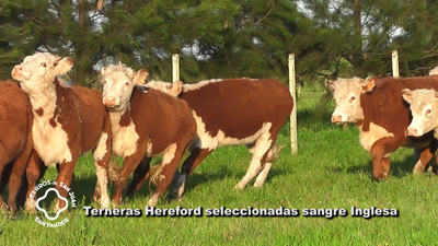 Lote 30 Terneras Hereford, Artigas