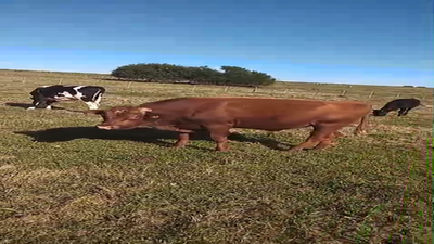 Lote Toros 600kg -  en Libertad