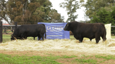 Lote TOROS ABERDEEN ANGUS PP