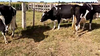 Lote 3 Vaca HOLANDO 600kg - , San José
