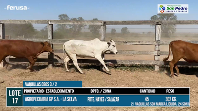 Lote LOTE 17