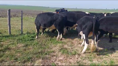 Lote 12 Novillos Holando y Cruza en Chamizo