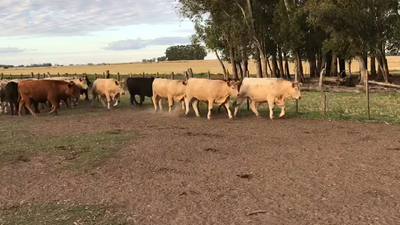 Lote NOVILLOS FORMADOS