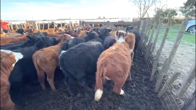 Lote 63 TERNEROS/AS