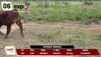 Lote LOTE 6
