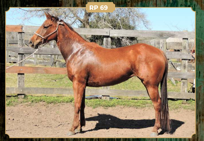 Lote AB STOLI ADACITY DE MOROCHA