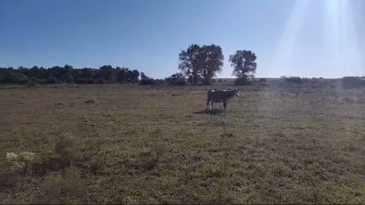 Lote Vaca, San José
