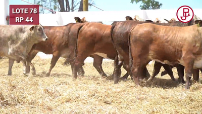 Lote BRAFORD 1/2 SANGRE PREÑADAS CON TORO HEREFORD JB. PARICIÓN JUNIO / JULIO 2025