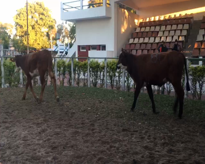 Lote 2 Vaquillonas en Esquina, Corrientes