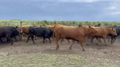 Lote 53 Vaquillonas preñadas
