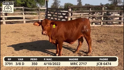 Lote LOTE 17
