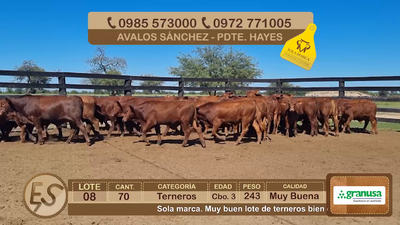 Lote Lote 8