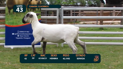 Lote LOTE 43