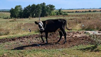 Lote VACA INDUSTRIA