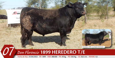 Lote MACHO PP