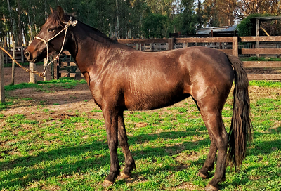 Lote Bolita Bordona