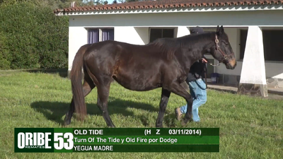 Lote Lote 53