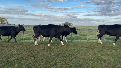  VACA DE INVERNADA