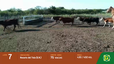 Lote Vacas en Rosario del Tala