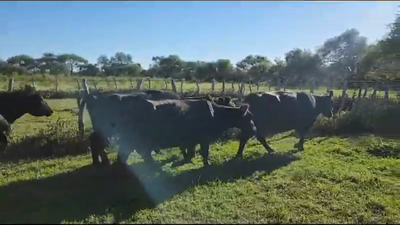 Lote 11 Vacas de invernar en Conscripto Bernardi, Entre Ríos