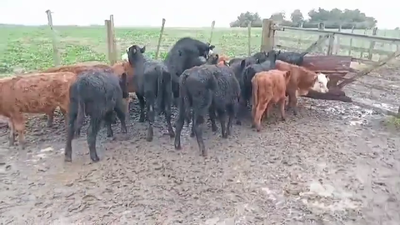Lote TERNEROS