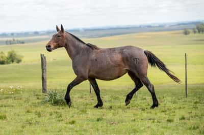 Lote SOLTERONA TURENA