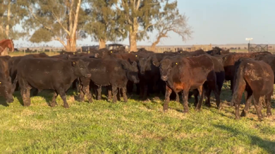Lote 110 Terneros