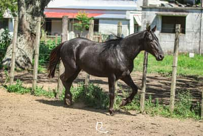 Lote Timbero La Victoria