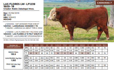 Lote LAS FLORES LW- LF1239 1605- 19  (GRUPO 1)