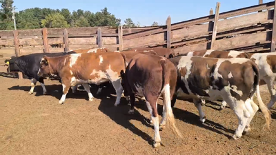 Lote 11 Vaquilla Gorda en Los Ángeles, VIII Región Biobío