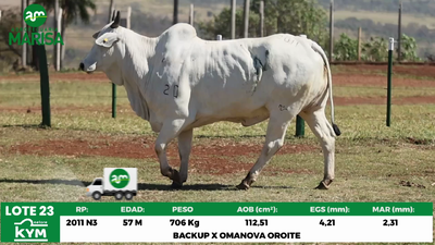 Lote Lote 23