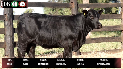 Lote LOTE 6