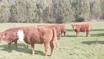 Lote 50 Torete en Fresia, X Región Los Lagos