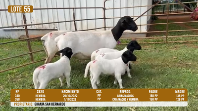 Lote LOTE 55- DESTACADO