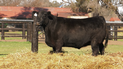 Lote VAQUILLONAS A. ANGUS PURO PEDIGREE