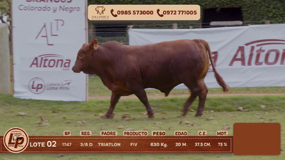 Lote MACHO