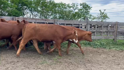 Lote VAQUILLONAS 1 a 2 AÑOS