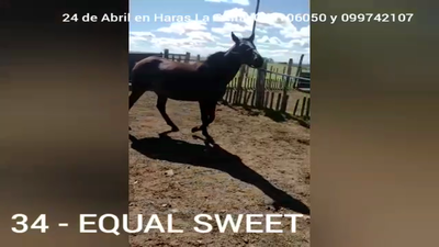 Lote EQUALSWEET