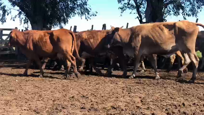 Lote 55 Vacas CUT preñadas en Gran Guardia, Formosa