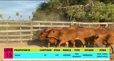 Lote LOTE 15 - 40 VAQUILLAS PREÑADAS CBO 0
