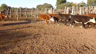 Lote 50 Terneros