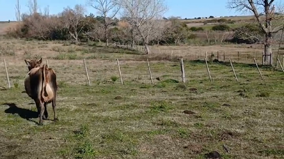 Lote VACA INDUSTRIA